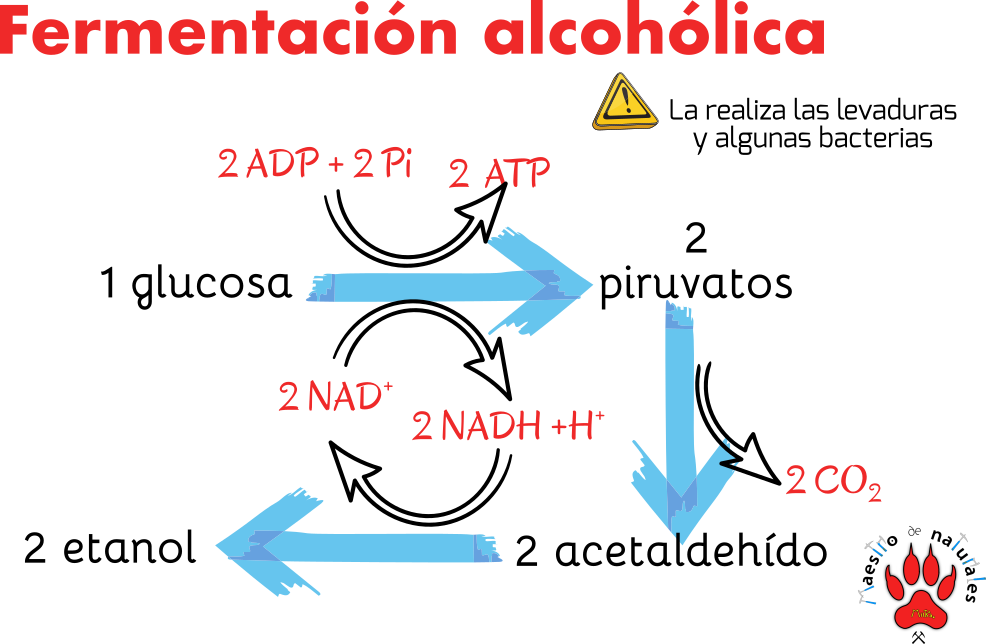 Tema Catabolismo Por Fermentaci N